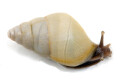 Limicolaria aethiops Nigeria albino shell juvenil